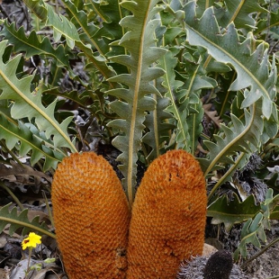 Banksia gardneri
